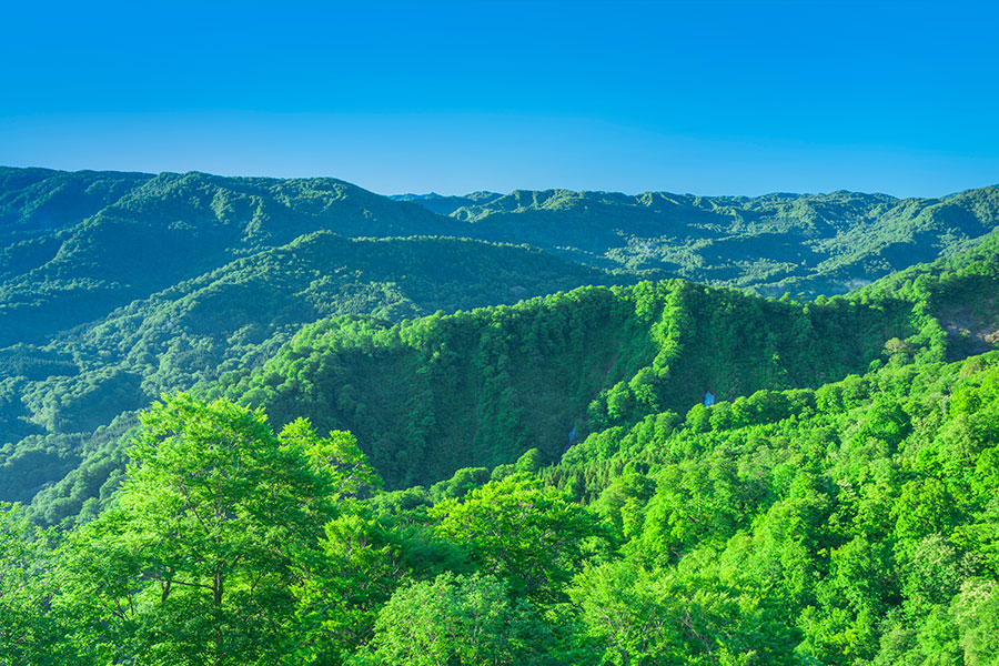 青森県白神山地