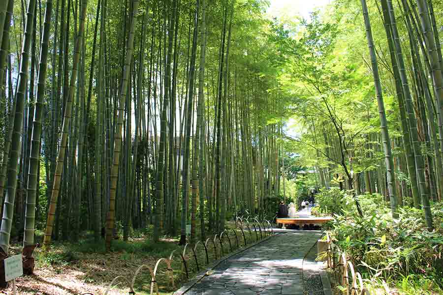竹林の小径