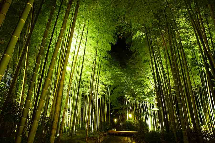 竹林の小径