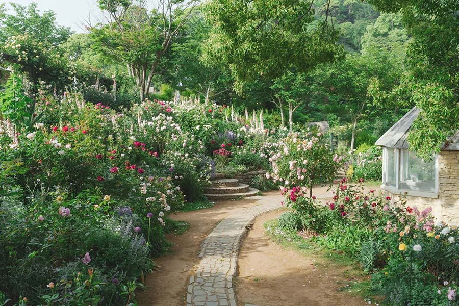ACAO FOREST