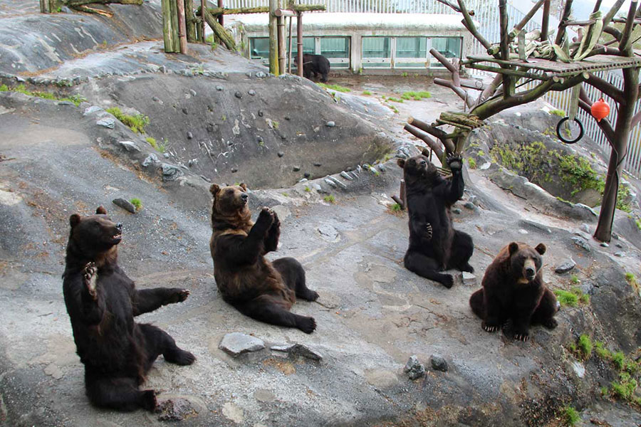のぼりべつクマ牧場