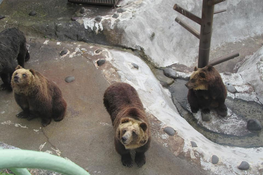のぼりべつクマ牧場