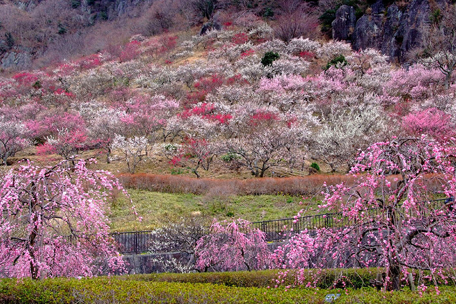幕山公園（湯河原梅林）