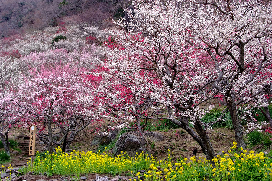 幕山公園（湯河原梅林）