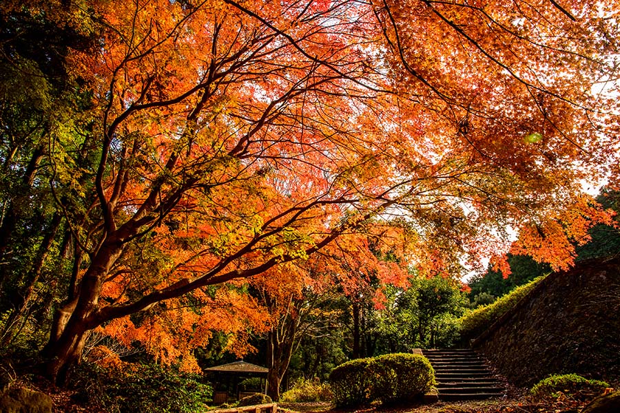 幕山公園（湯河原梅林）