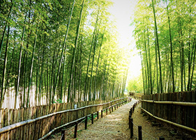 寝屋川公園【竹の小径】	