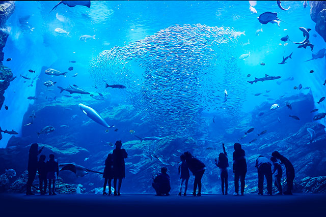 仙台　うみの杜水族館