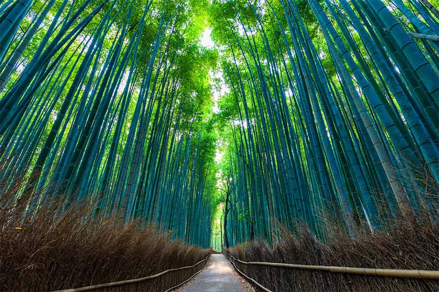 京都 嵯峨野の竹林