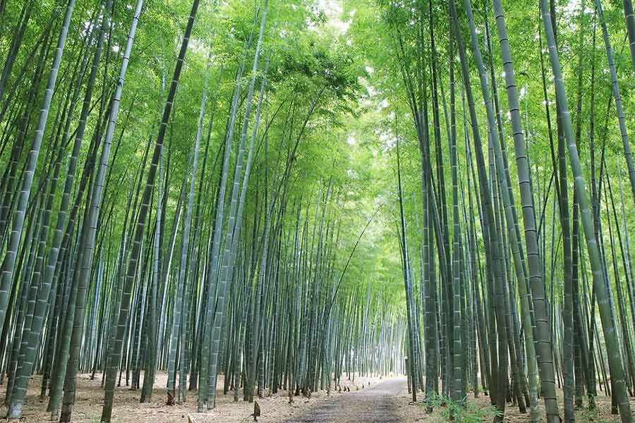 若山農場
