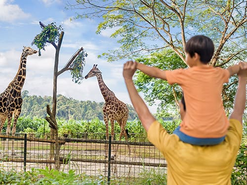 シンガポール動物園イメージ画像